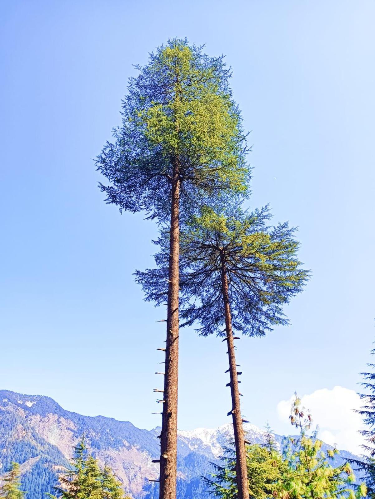 Forest View Cottage Jibhi Bagian luar foto